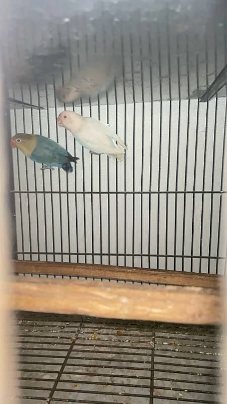 Parblue  or albino red eyes pair for sale 1