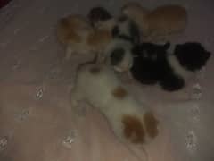 Triple coated 1 month kitten for sale