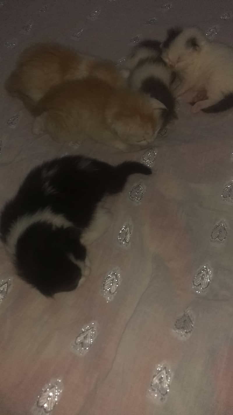 Triple coated 1 month kitten for sale 1