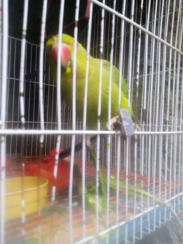 Parrot Parrot 0