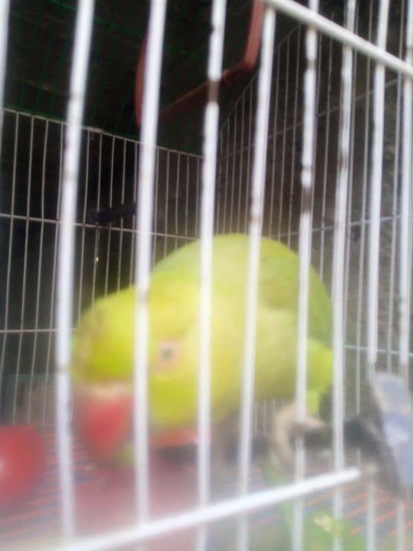 Parrot Parrot 1