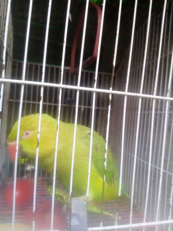 Parrot Parrot 2