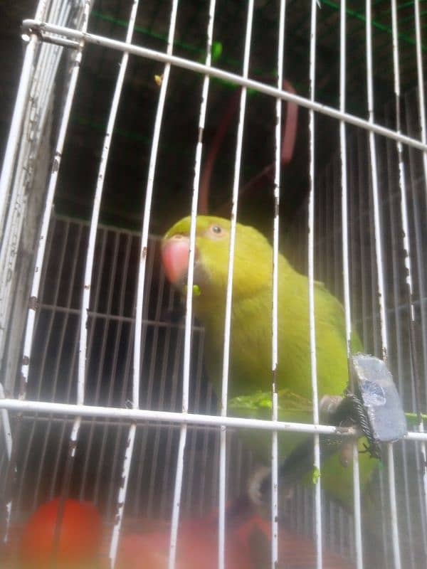 Parrot Parrot 3