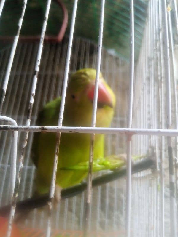 Parrot Parrot 4