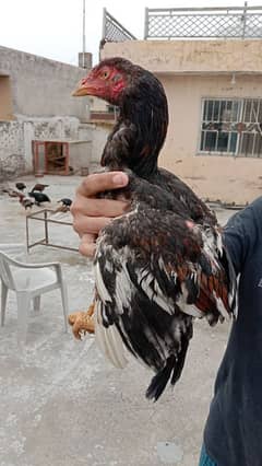 Lakha breed 2 pairs for sale