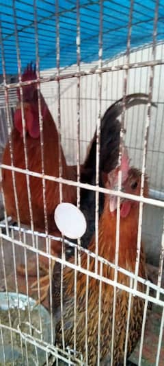 starter egg laying golden misri pair