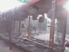 Wood & Net Cage For Birds , Lakri ka Pinjra , Cage for Lovebirds Hens