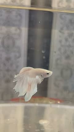 halfmoon betta fish