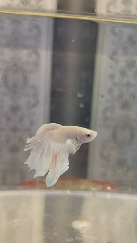 halfmoon betta fish 0