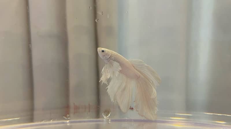 halfmoon betta fish 1