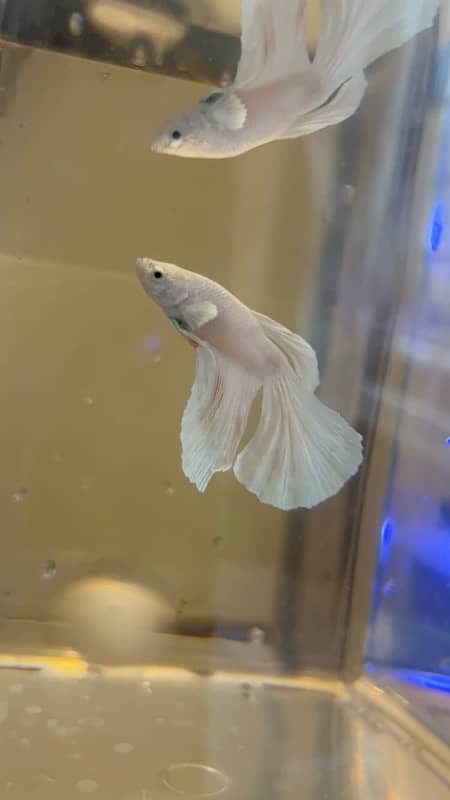 halfmoon betta fish 2