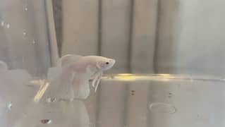 halfmoon betta fish