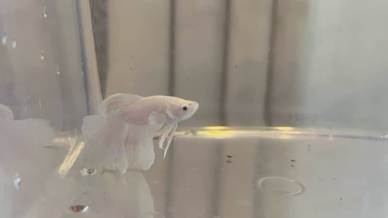 halfmoon betta fish 3