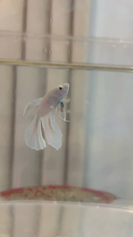 halfmoon betta fish 4