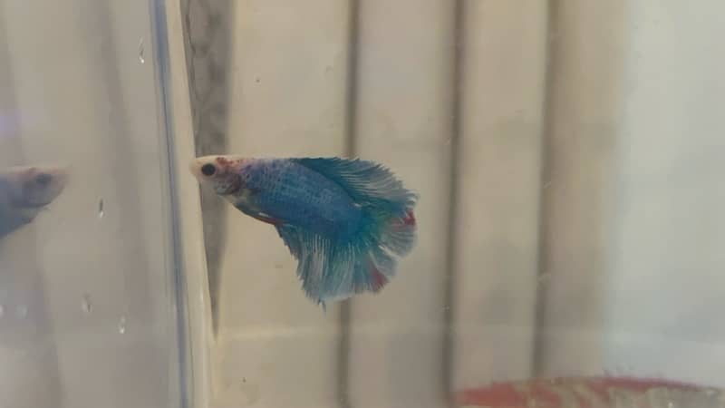 halfmoon betta fish 5