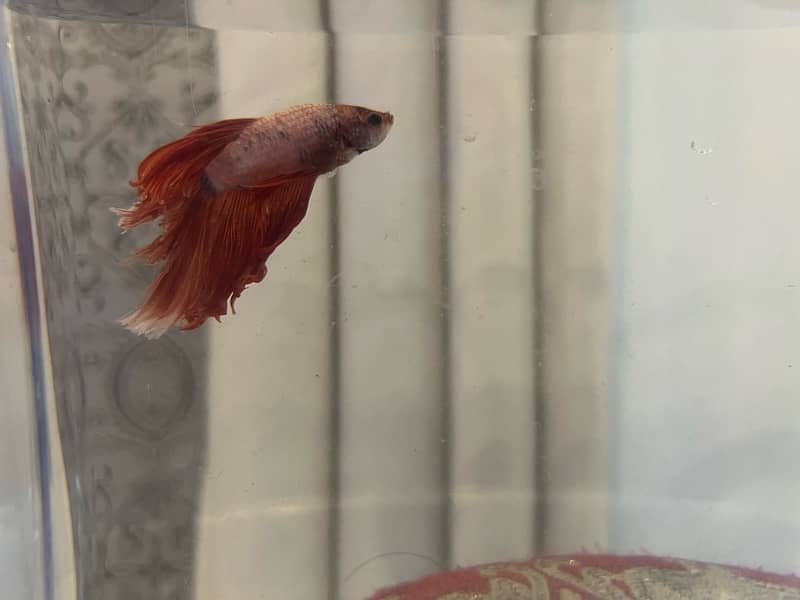 halfmoon betta fish 6