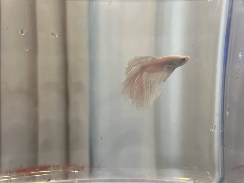 halfmoon betta fish 7