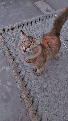 Maine coon Cat