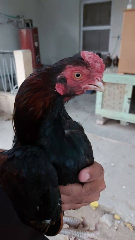 Pure Amroha Breed 6