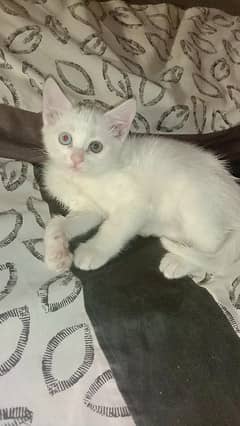 Persian Double Coated Female Kitten Sale In Okara