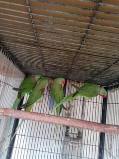 Pahari breeder and ready to breed pairs available