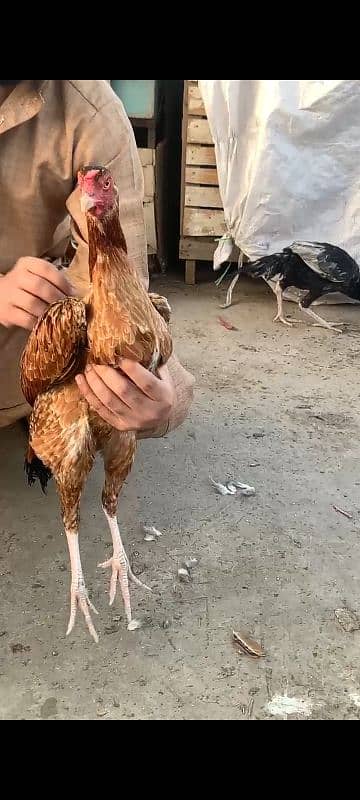 amroha ready to breed female 0