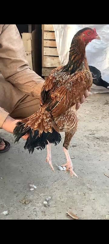 amroha ready to breed female 1