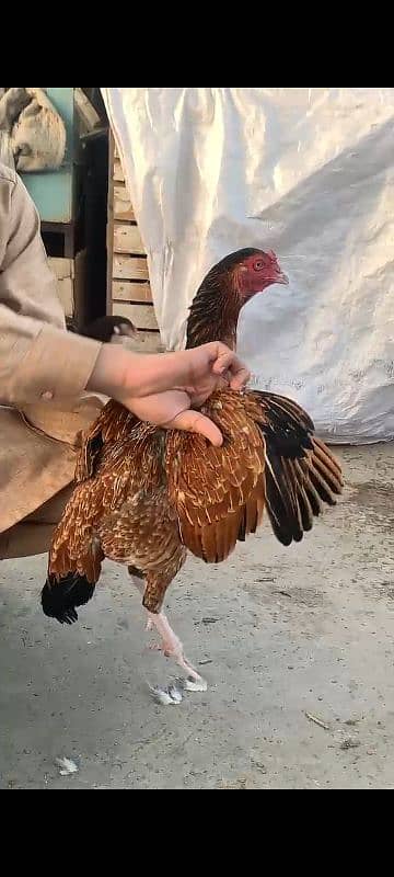 amroha ready to breed female 3