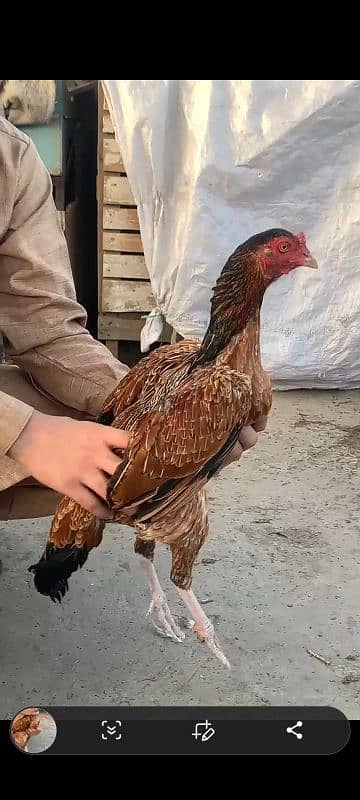 amroha ready to breed female 4