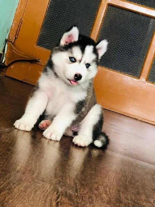 Siberian Husky puppies available 1