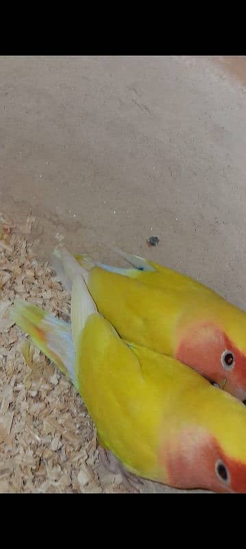 lotino breeder pair 1