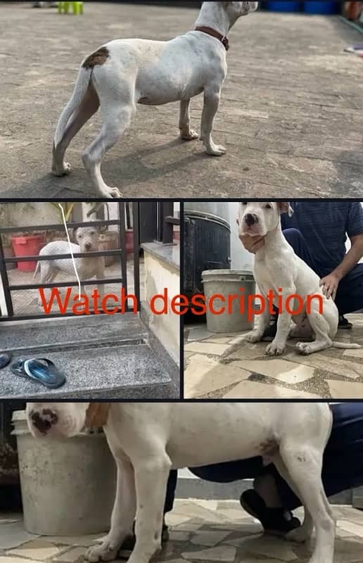 pitbull male 1