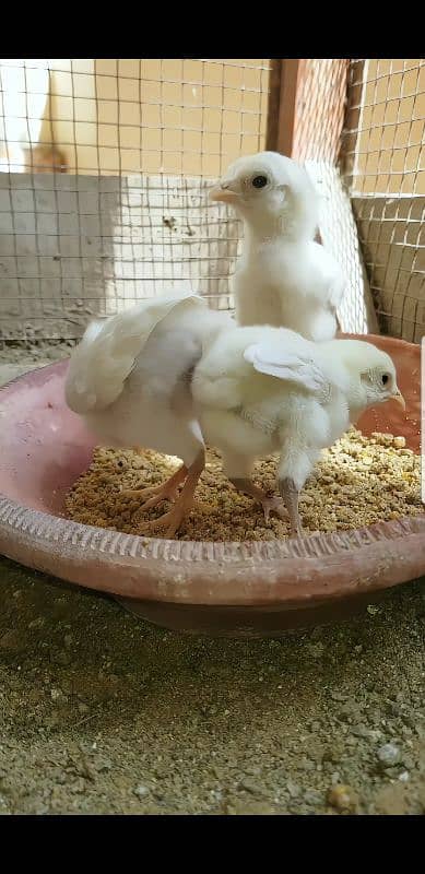 Qandhari Heera Chicks 03100024337 1