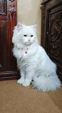 Persian cat for sale 4 face