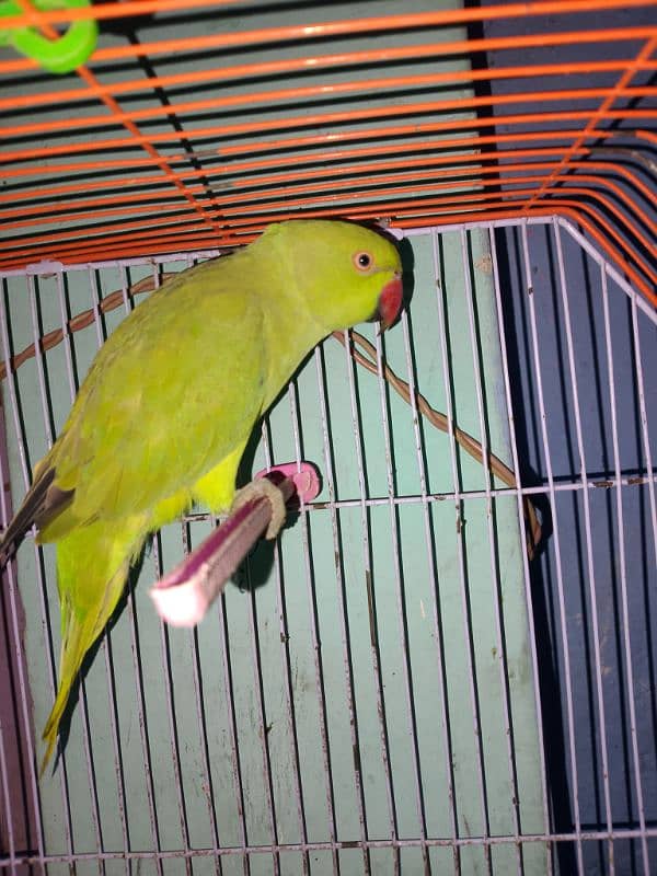 green parrot 0