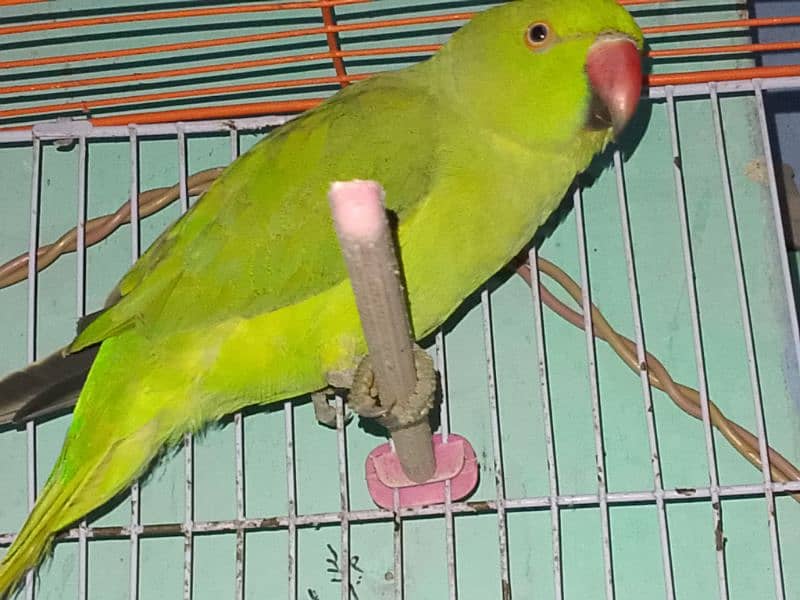 green parrot 2