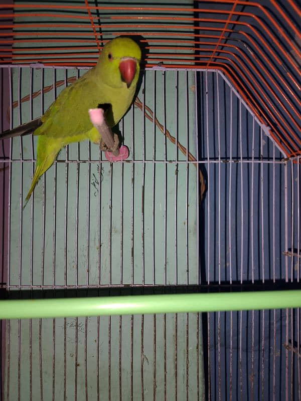 green parrot 3