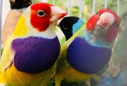 Gouldian