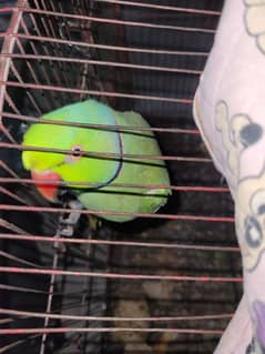 Male parrot for sale healthy and active