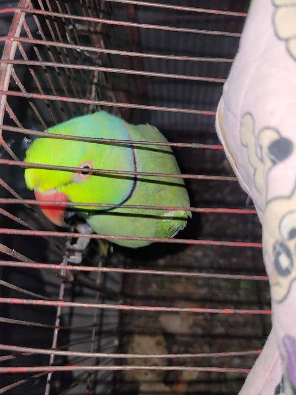 Male parrot for sale healthy and active 0