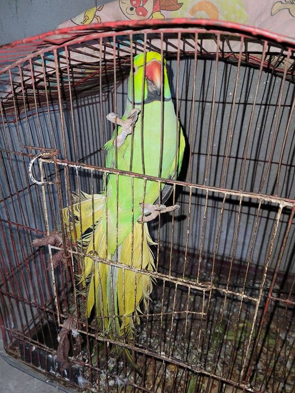 Male parrot for sale healthy and active 4