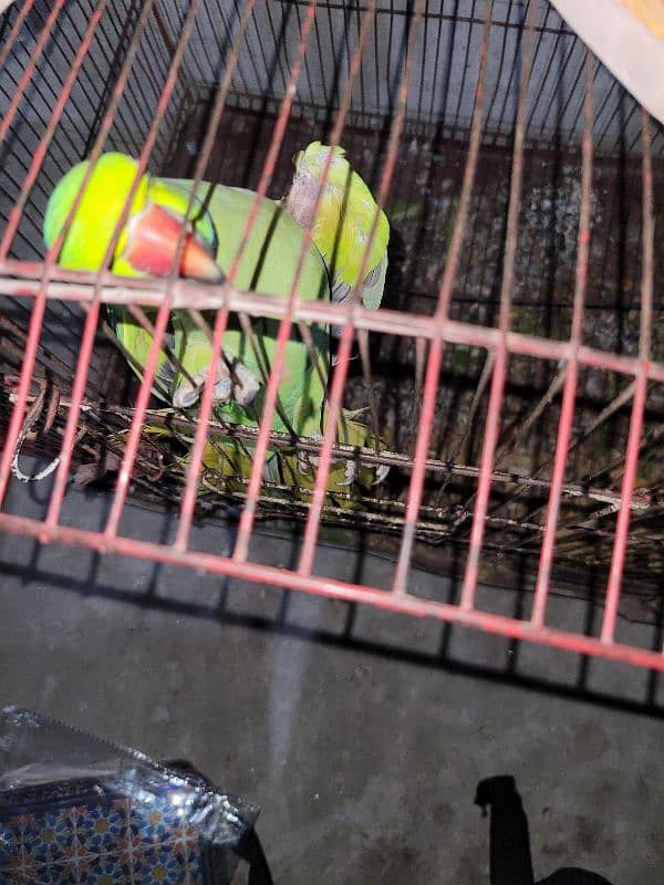 Male parrot for sale healthy and active 5