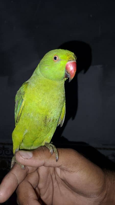 Ringneck parrot 0