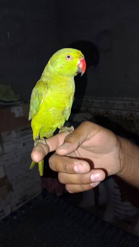 Ringneck parrot 1