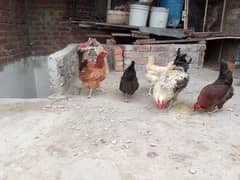 dasi hens