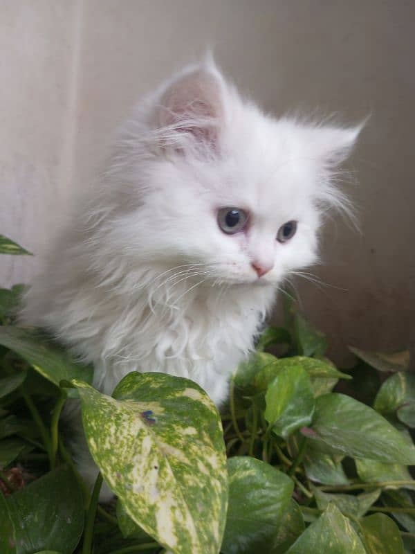 white female kitten age 2 months fully trained 1