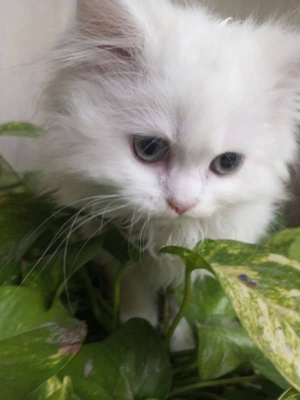 white female kitten age 2 months fully trained 2