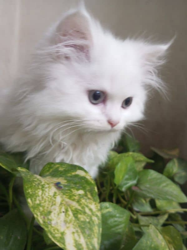 white female kitten age 2 months fully trained 3