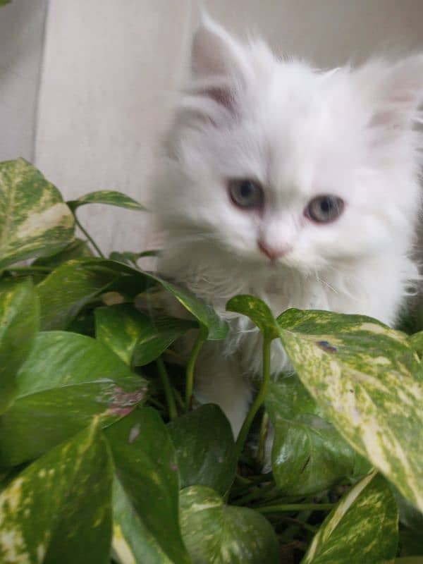 white female kitten age 2 months fully trained 4