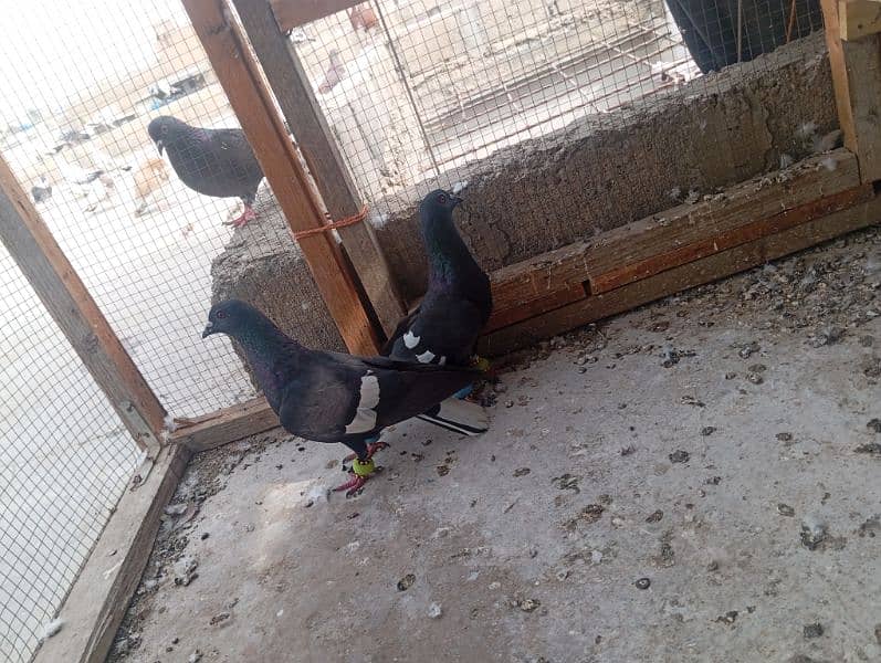 kala desi ka pair for sale location new Karachi Dua chok 0